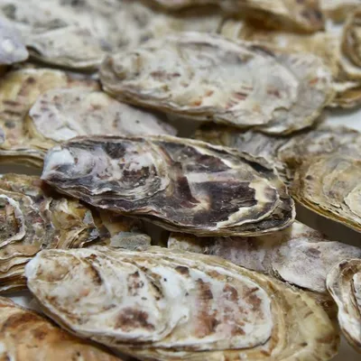 Cette entreprise bretonne transforme les coquilles d’huîtres en...