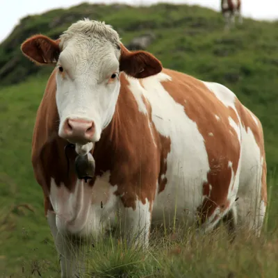 Dermatose : la vaccination s'accélère, un appel au volontariat des...