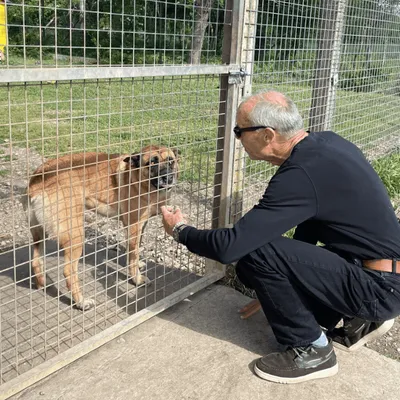 "On a très peu de liquidités" : l’appel au secours de ce refuge SPA...