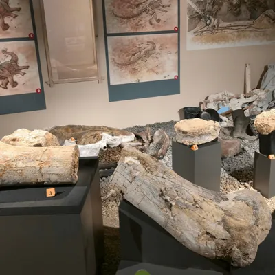 C’est une première : le squelette d’un dinosaure géant exposé à...