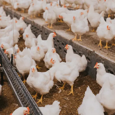 300 tonnes de carcasses de volailles, la filière d’équarrissage...