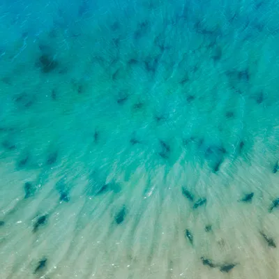 "Extraordinaire" : des centaines de requins tout près des plages de...