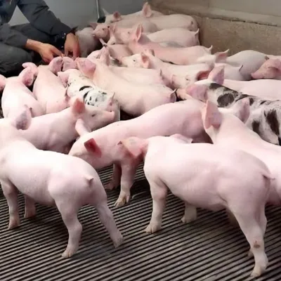 La relance d’un projet d’élevage de 1.200 porcs en Creuse suscite...