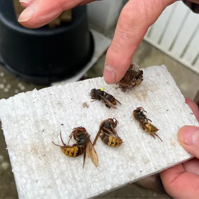 "C’est un super prédateur" : la lutte contre le frelon asiatique...