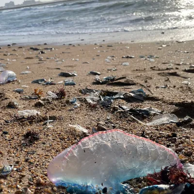 Échouage massif de méduses sur les plages de la côte atlantique