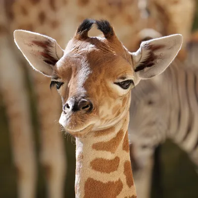 Maine-et-Loire : un girafon est né au Bioparc de Doué-la-Fontaine