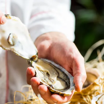 "La qualité des huîtres est au rendez-vous" : à Noël, la filière...