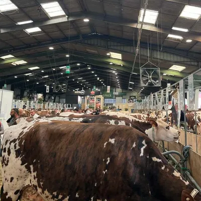 "Jusqu’à 14kg de lait en moins par jour et par vache" : l’été...
