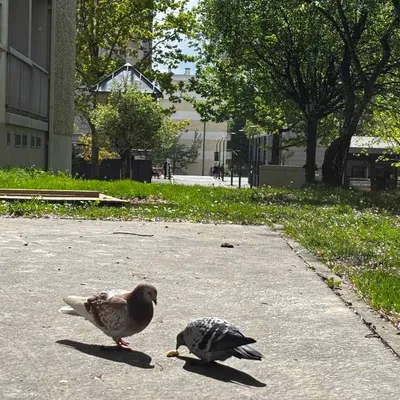 "C’est génial, on l'attendait depuis longtemps", un pigeonnier...