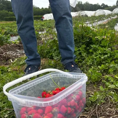 "Tu prends que les rouges" : la saison de la cueillette des fraises...