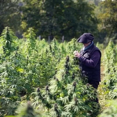 CBD alimentaire : une interdiction qui plonge toute une filière...