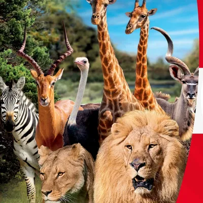 Le Duel - Gagnez vos entrées pour le parc animalier de votre choix !