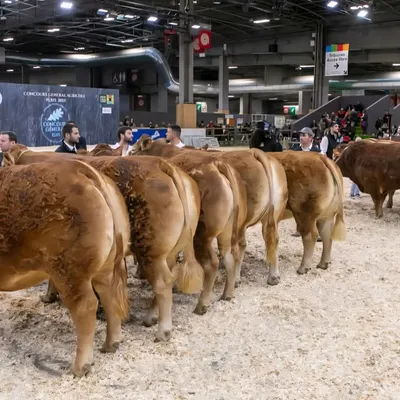 Pas de bovins au Salon de l'Agriculture 2026, une décision historique
