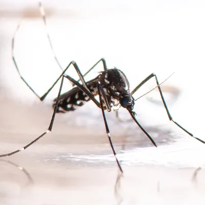 Après un cas de dengue à La Séguinière, une opération de...