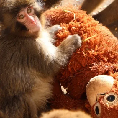 Qui est le Punch le singe qui attendrit le monde entier ?