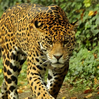 Vous savez imiter un animal ? Participez à ce concours organisé par...