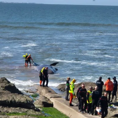 Un cachalot meurt échoué sur une plage de Loire-Atlantique