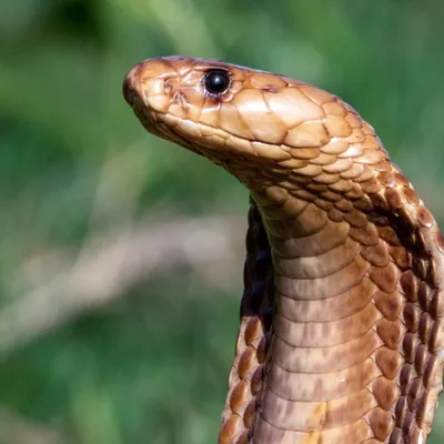 Un cobra sème la terreur dans une commune