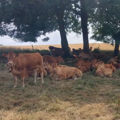 "On a eu 40% de perte" : un éleveur vendéen face à la canicule 