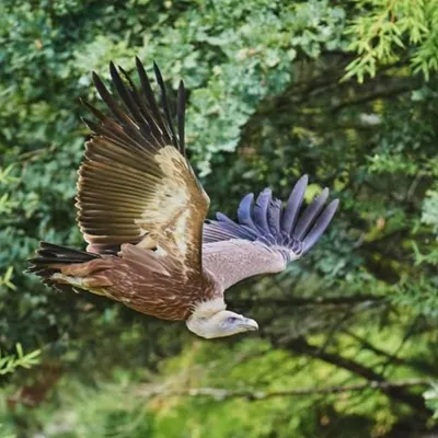 Avez-vous aperçu Luidgi, un vautour échappé d’un zoo ? 
