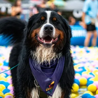 Et si votre chien participait à une pool party ? 