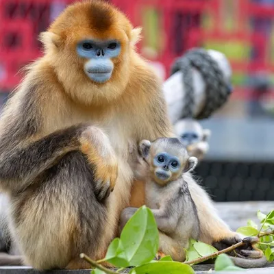 ZooParc de Beauval : à vous de choisir les prénoms des bébés singes...