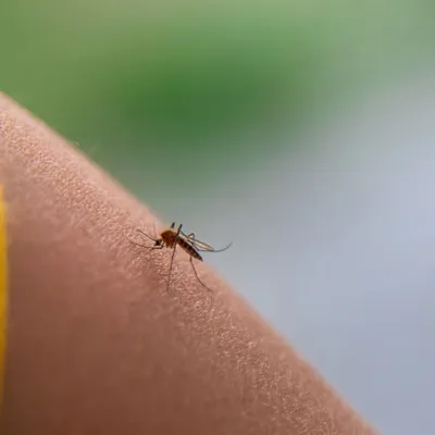 Pourquoi y a-t-il de plus en plus de moustiques ces derniers temps ?