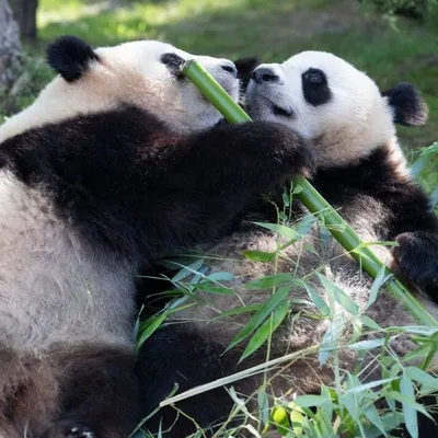 "On va avoir une période sans panda" : deux départs annoncés au Zoo...
