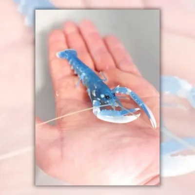 Loire-Atlantique : des homards bientôt lâchés dans cette ville du...