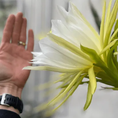 Un phénomène rare au jardin botanique de Tours !
