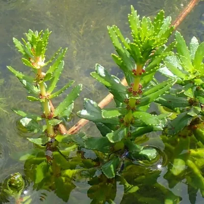 "Elle perturbe l'entièreté du biotope ", une nouvelle espèce...