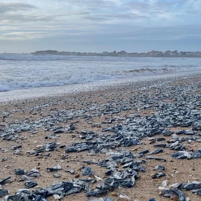 Invasion de physalies sur des plages du Sud-Ouest