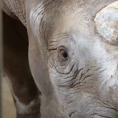Maine-et-Loire : un rhinocéros en transit 