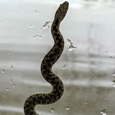 Décrue en Maine-et-Loire : des serpents retrouvés dans les maisons