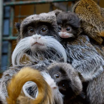 Deux bébés singes volés dans leur enclos au zoo de La Palmyre