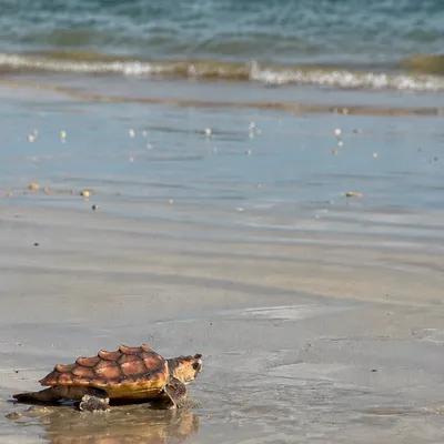 Île de Ré : 33 tortues reprennent la mer après des mois de soins