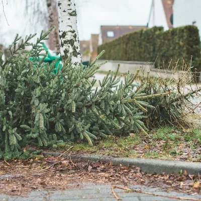 Jeter ou recycler : que faire de son sapin de Noël naturel après...
