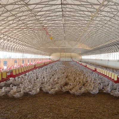  Grippe aviaire : un Noël sans volaille ni foie gras ?