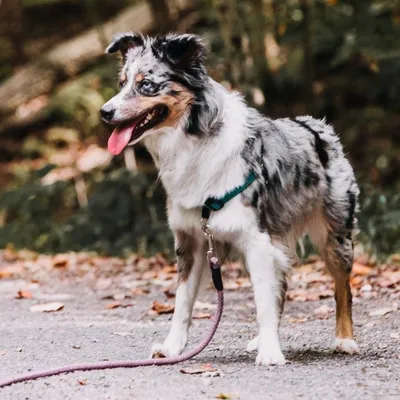 Promeneurs de chiens en forêt : attention, la règlementation se durcit