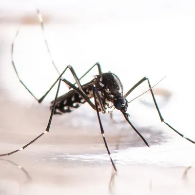 Un nouveau cas de dengue en Touraine