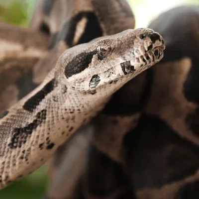 Boa, iguane, tortues : une association de l'Indre détient des...