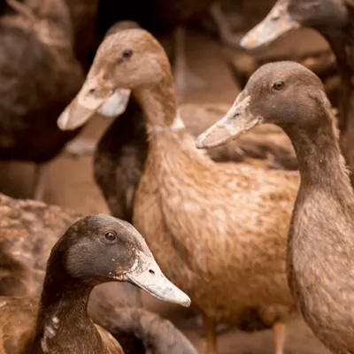 Vendée : de nouveaux foyers de grippe aviaire, malgré la vaccination