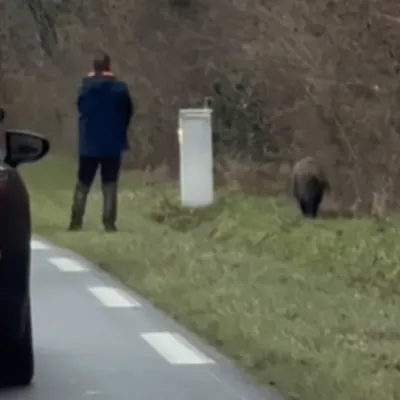 Indre : le chasseur qui a tiré sur un sanglier au bord d’une route,...