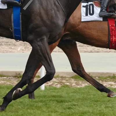 Certains hippodromes du Grand Ouest n’accueilleront plus de courses...