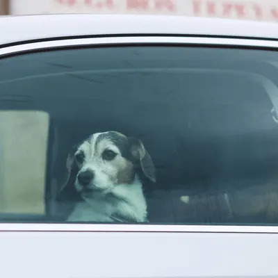Une ville de l'Indre interdit de laisser son animal dans une...