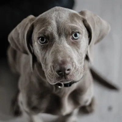 Face aux aboiements de chiens bruyants, cette commune de l’Ouest...