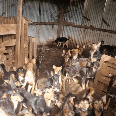 Des images de "l'horreur" : une centaine de chiens et 20 chats...