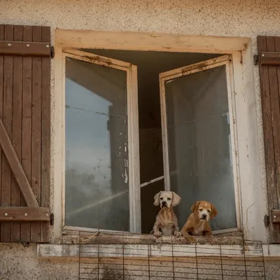 Près de 80 chiens secourus dans une maison de l'Indre