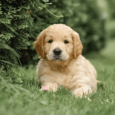Pourquoi le salon du chiot n'aura pas lieu à Châteauroux