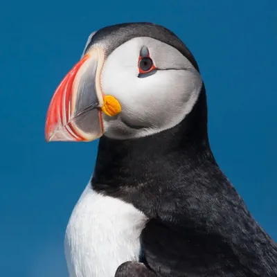 À cause des tempêtes à répétition, plusieurs centaines d’oiseaux...